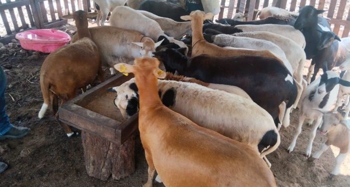 Gobierno de Solidaridad fortalece el sector pecuario con el programa “Médico Veterinario en tu Rancho”