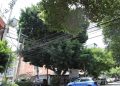 Sedema garantiza protección y supervisión técnica en intervenciones realizadas al árbol patrimonial «Laureano»
