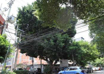Sedema garantiza protección y supervisión técnica en intervenciones realizadas al árbol patrimonial «Laureano»