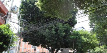 Sedema garantiza protección y supervisión técnica en intervenciones realizadas al árbol patrimonial «Laureano»
