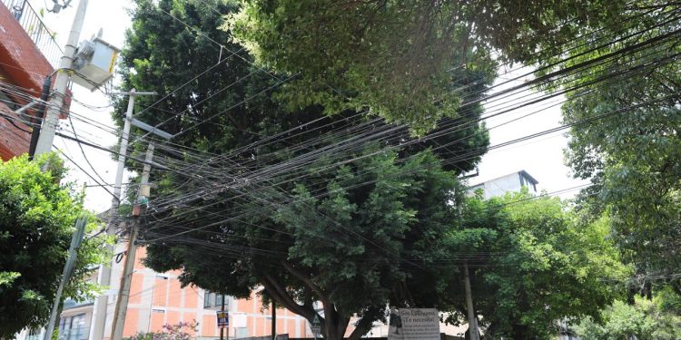Sedema garantiza protección y supervisión técnica en intervenciones realizadas al árbol patrimonial «Laureano»