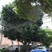 Sedema garantiza protección y supervisión técnica en intervenciones realizadas al árbol patrimonial «Laureano»