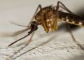 Estrategia nacional hacia 2030: México registra 4 muertes por dengue y alista laboratorios de mosquitos con Wolbachia