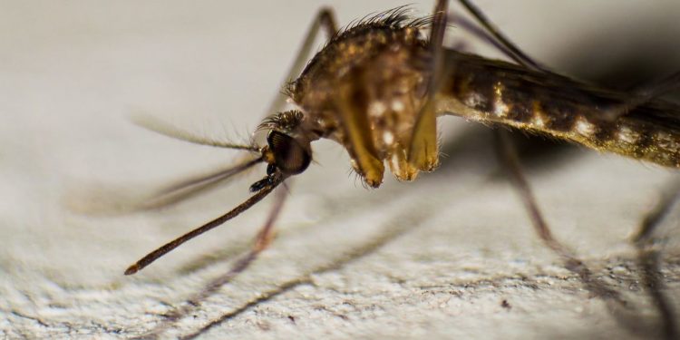 Estrategia nacional hacia 2030: México registra 4 muertes por dengue y alista laboratorios de mosquitos con Wolbachia