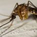 Estrategia nacional hacia 2030: México registra 4 muertes por dengue y alista laboratorios de mosquitos con Wolbachia