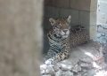 Aseguran nueve jaguares y otras especies protegidas en predio al sur de Playa del Carmen