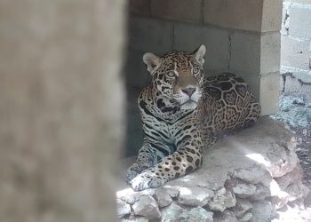 Aseguran nueve jaguares y otras especies protegidas en predio al sur de Playa del Carmen