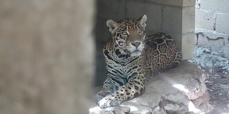 Aseguran nueve jaguares y otras especies protegidas en predio al sur de Playa del Carmen