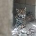 Aseguran nueve jaguares y otras especies protegidas en predio al sur de Playa del Carmen