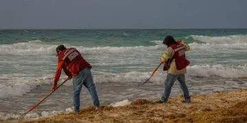 Cancún blindado ante el sargazo: Ana Paty Peralta reporta la recolección de más de 25 mil toneladas en playas públicas