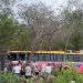 Maniobra de emergencia evita tragedia: Autobús de Xcaret choca contra árboles para eludir un neumático en la carretera