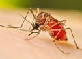 Alerta sanitaria en Tabasco: Jalpa de Méndez, Centla, Nacajuca y Emiliano Zapata concentran brote de dengue en 2026