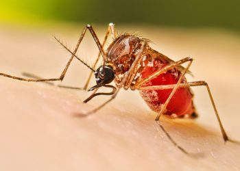 Alerta sanitaria en Tabasco: Jalpa de Méndez, Centla, Nacajuca y Emiliano Zapata concentran brote de dengue en 2026