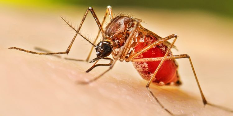 Alerta sanitaria en Tabasco: Jalpa de Méndez, Centla, Nacajuca y Emiliano Zapata concentran brote de dengue en 2026
