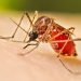 Alerta sanitaria en Tabasco: Jalpa de Méndez, Centla, Nacajuca y Emiliano Zapata concentran brote de dengue en 2026