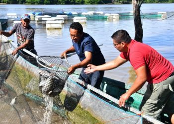 Programa ‘Pescando Vida’ consolida la venta de 1.5 toneladas de pescado cada fin de semana en Villahermosa