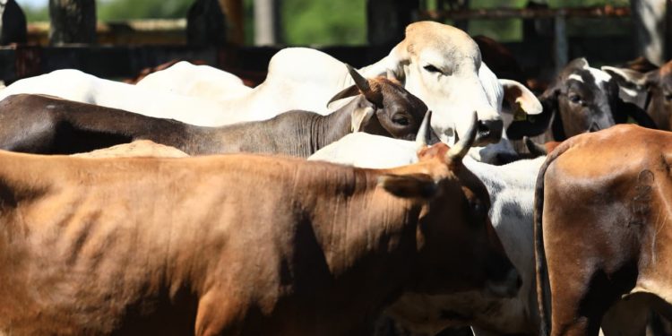 Ganaderos denuncian ingreso de carne de dudosa procedencia y severa caída en el precio del ganado en Tabasco
