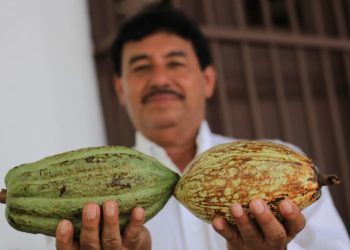 Procesadora de cacao de Comalcalco estará lista en 2027; abastecerá al programa Chocolate del Bienestar
