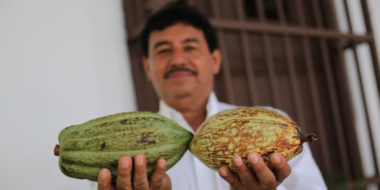 Procesadora de cacao de Comalcalco estará lista en 2027; abastecerá al programa Chocolate del Bienestar