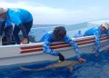 Ciencia submarina para la conservación: Inician censo masivo de megafauna marina en Quintana Roo