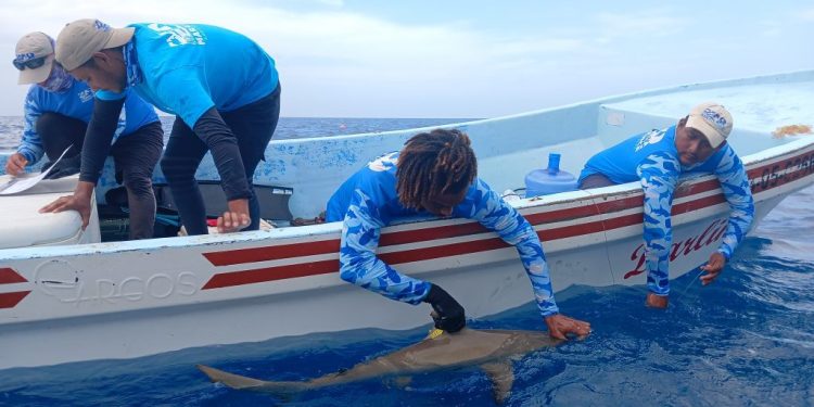 Ciencia submarina para la conservación: Inician censo masivo de megafauna marina en Quintana Roo