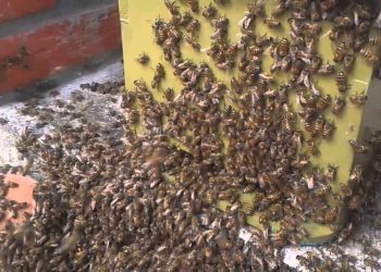 Tragedia en Bosques de Saloya: Ataque de abejas africanas deja un muerto y un herido grave en Nacajuca