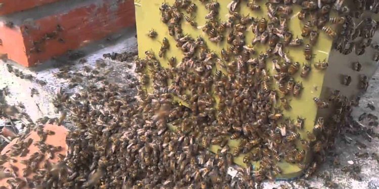 Tragedia en Bosques de Saloya: Ataque de abejas africanas deja un muerto y un herido grave en Nacajuca