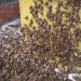 Tragedia en Bosques de Saloya: Ataque de abejas africanas deja un muerto y un herido grave en Nacajuca