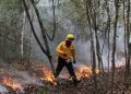 Balance favorable en Quintana Roo: Incendios forestales caen un 90% en comparación con 2025