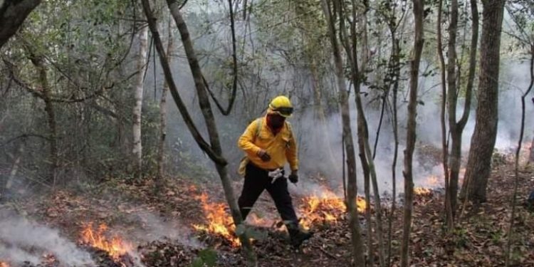 Balance favorable en Quintana Roo: Incendios forestales caen un 90% en comparación con 2025