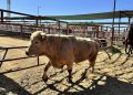 México y Estados Unidos suspenden importación de animales vivos por avance del gusano barrenador