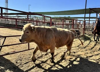 México y Estados Unidos suspenden importación de animales vivos por avance del gusano barrenador