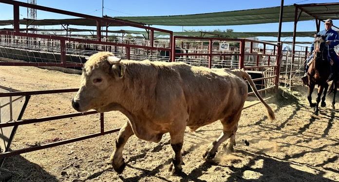México y Estados Unidos suspenden importación de animales vivos por avance del gusano barrenador