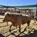 México y Estados Unidos suspenden importación de animales vivos por avance del gusano barrenador