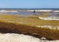 Crisis por sargazo en Playa del Carmen: Acceso a Playa Pelícanos cumple tres meses cerrado