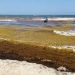 Crisis por sargazo en Playa del Carmen: Acceso a Playa Pelícanos cumple tres meses cerrado