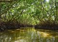Manglar revive tras el paso de “Milton” en Campeche gracias a brigada comunitaria