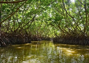 Manglar revive tras el paso de “Milton” en Campeche gracias a brigada comunitaria