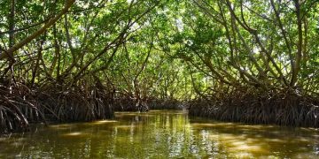 Manglar revive tras el paso de “Milton” en Campeche gracias a brigada comunitaria