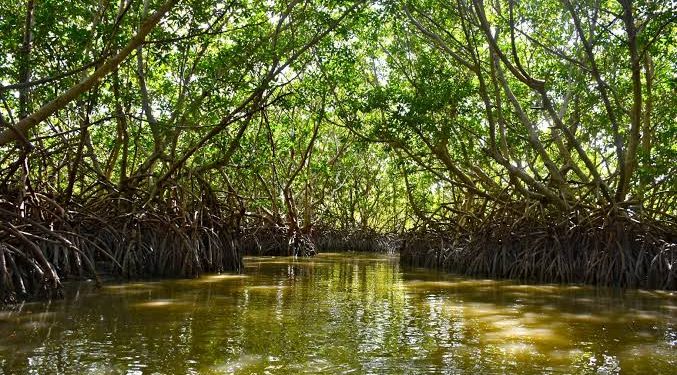 Manglar revive tras el paso de “Milton” en Campeche gracias a brigada comunitaria