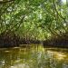 Manglar revive tras el paso de “Milton” en Campeche gracias a brigada comunitaria
