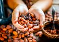 Cosecha de cacao en Tabasco arrancará con «Precio Justo» en octubre