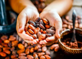 Cosecha de cacao en Tabasco arrancará con «Precio Justo» en octubre