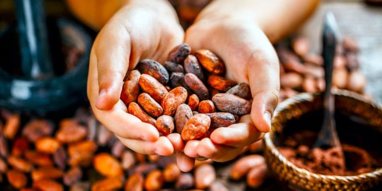 Cosecha de cacao en Tabasco arrancará con «Precio Justo» en octubre