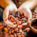 Cosecha de cacao en Tabasco arrancará con «Precio Justo» en octubre