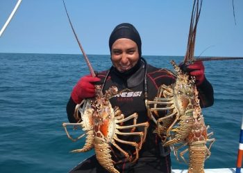 Inicia temporada de captura de langosta en Yucatán con llamado a la pesca responsable