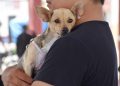 Yucatán mantiene cinco años sin rabia en perros y gatos; SSY llama a la tenencia responsable