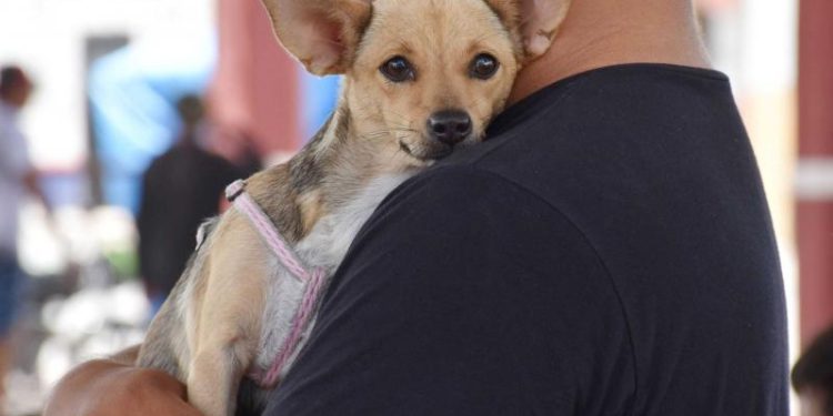 Yucatán mantiene cinco años sin rabia en perros y gatos; SSY llama a la tenencia responsable