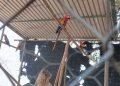 Asegura PROFEPA 19 guacamayas y loros en Cunduacán; se encontraban en cautiverio ilegal