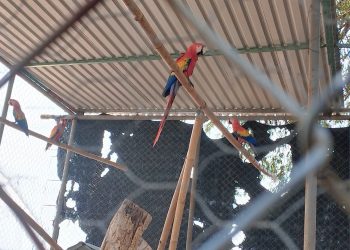 Asegura PROFEPA 19 guacamayas y loros en Cunduacán; se encontraban en cautiverio ilegal
